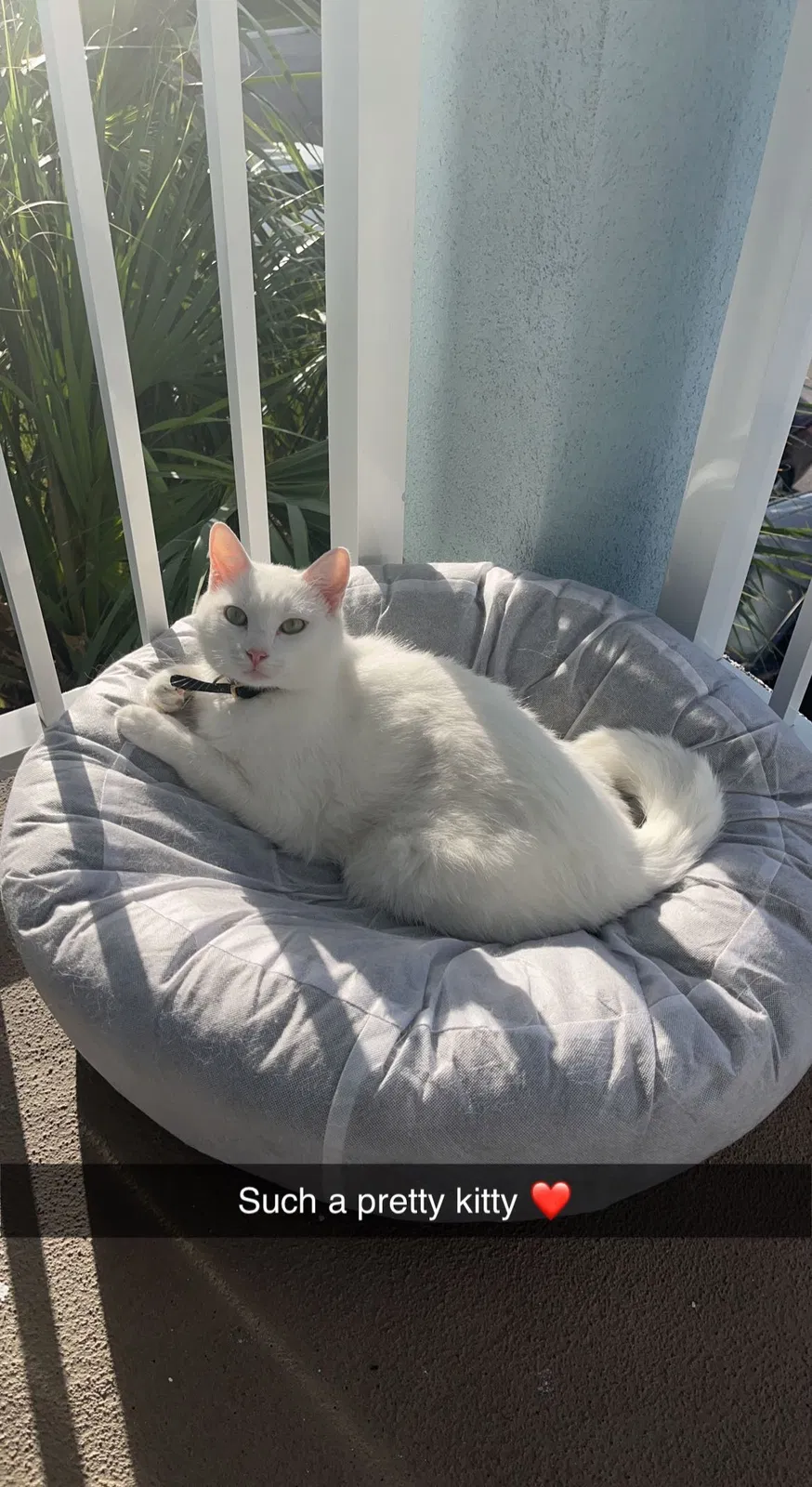 Lost cat in West Palm Beach, FL, 33413