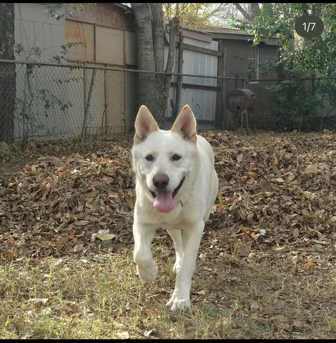 Lost dog in Dallas, TX, 75212
