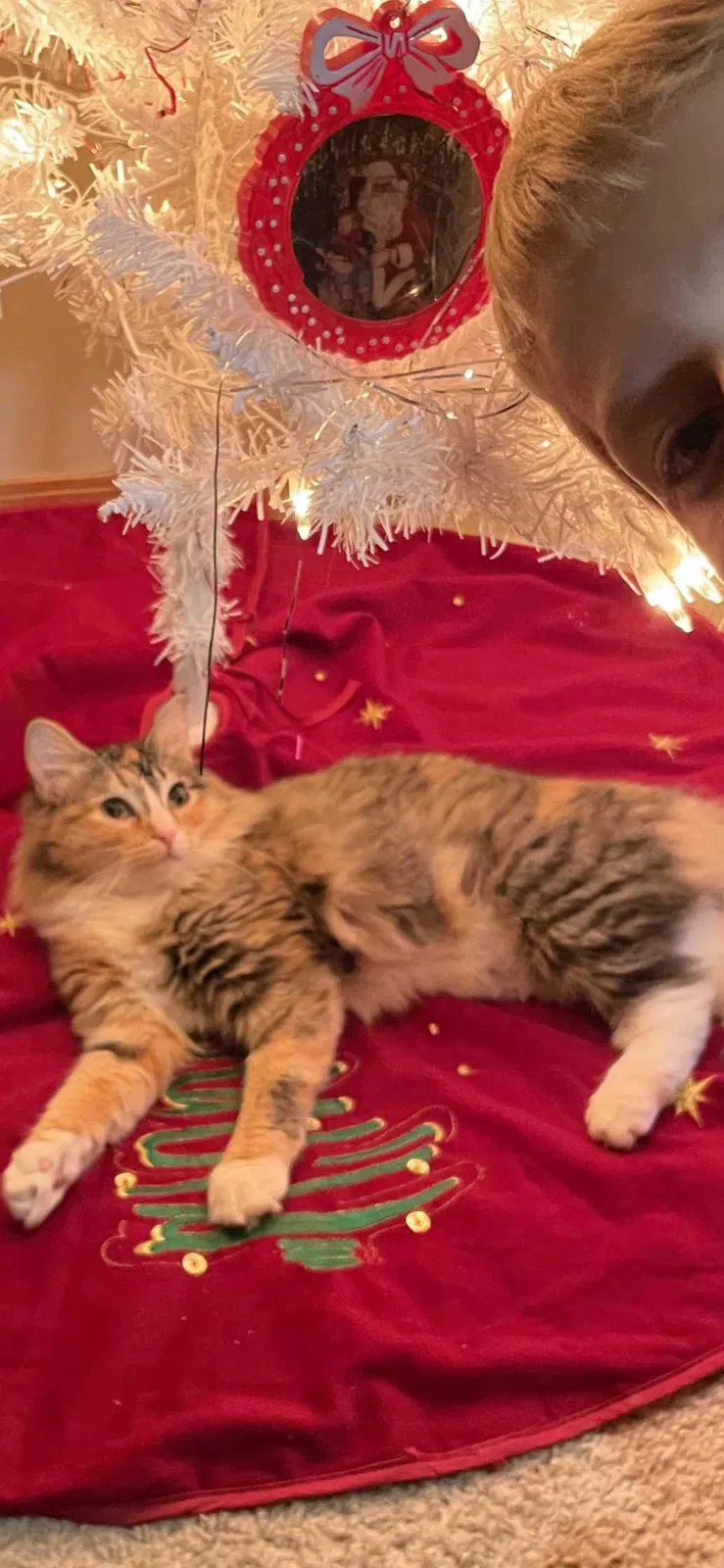 Lost cat in Valley Center, KS, 67147