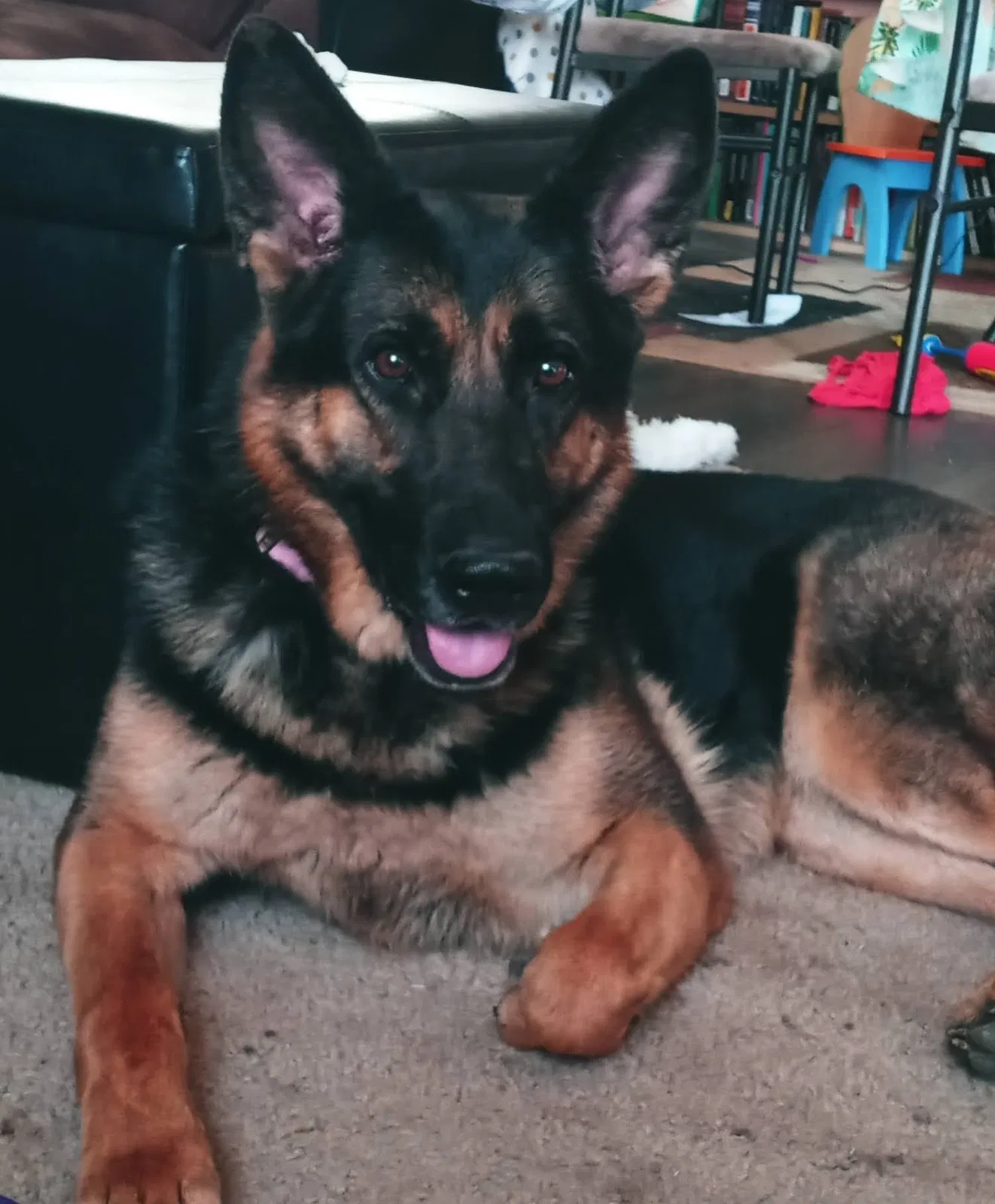 Lost dog in Lubbock, TX, 79404