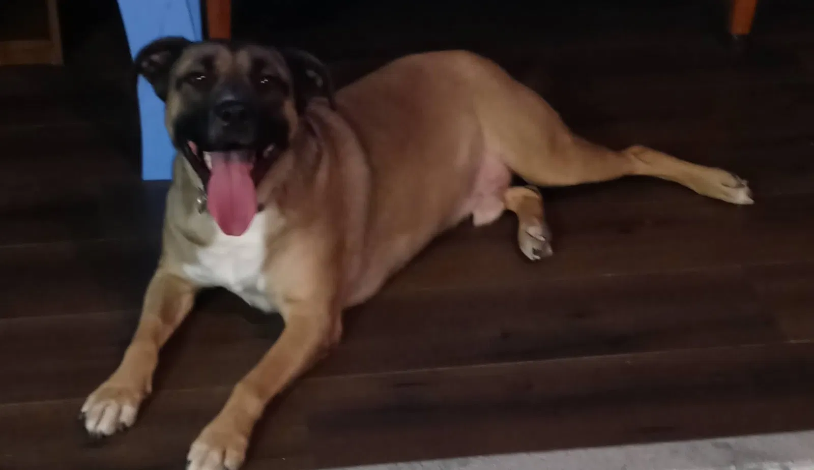 Lost dog in Lubbock, TX, 79404