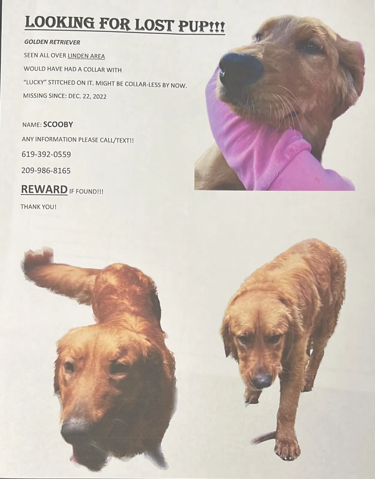 Lost dog in Stockton, CA, 95215