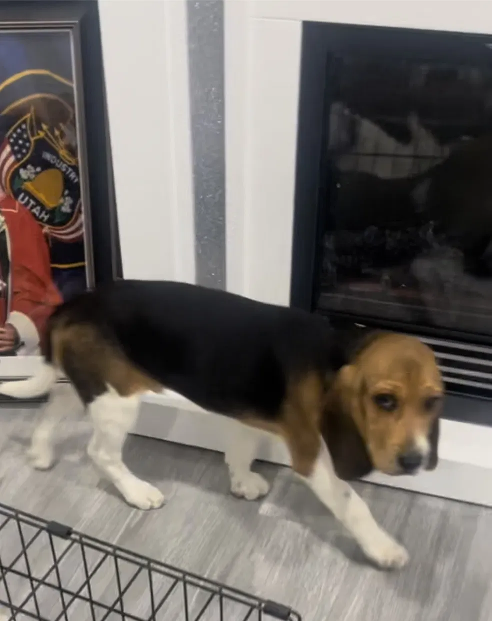 Lost dog in Salt Lake City, UT, 84104