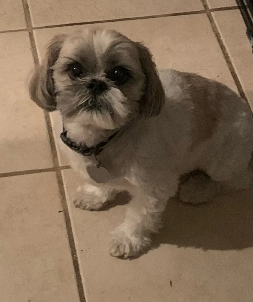 Lost dog in Houston, TX, 77004