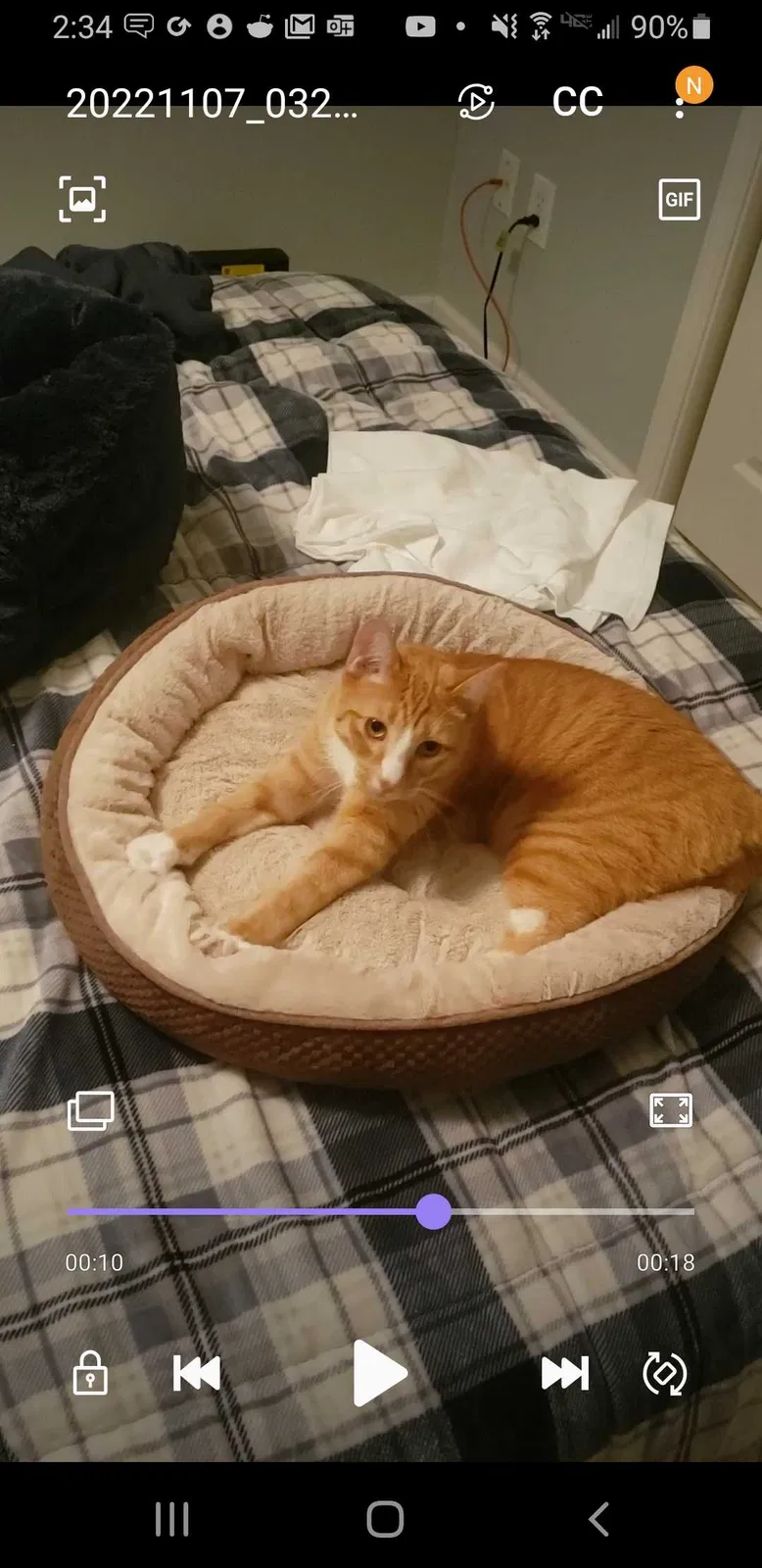 Lost cat in Suwanee, GA, 30024