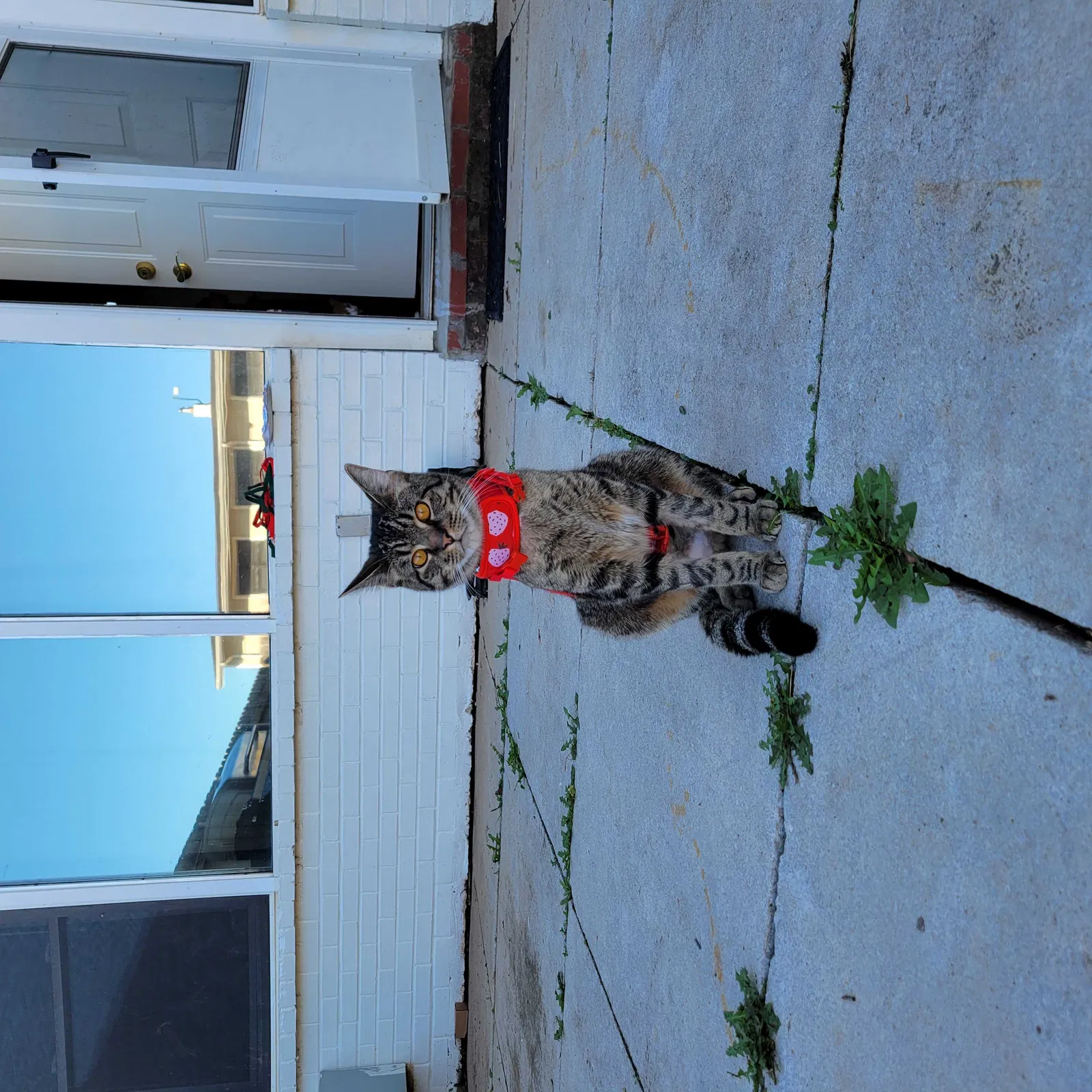 Lost cat in Fort Campbell, KY, 42223