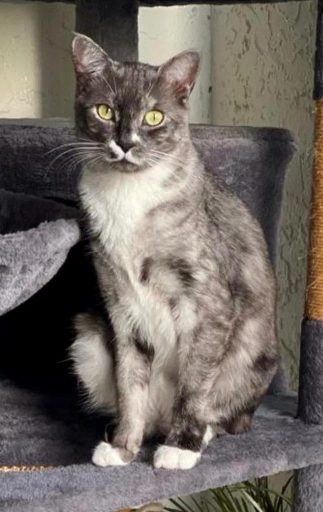Lost cat in Fort Lauderdale, FL, 33321