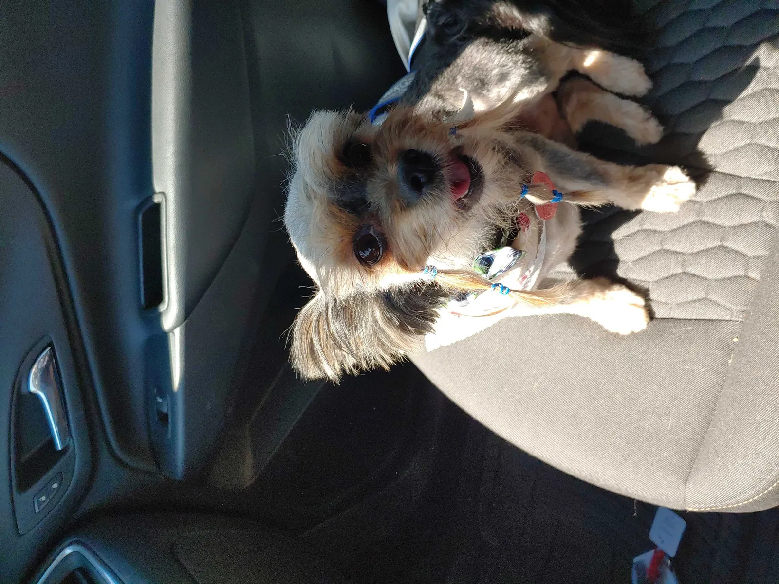 Lost dog in Kingsland, GA, 31548