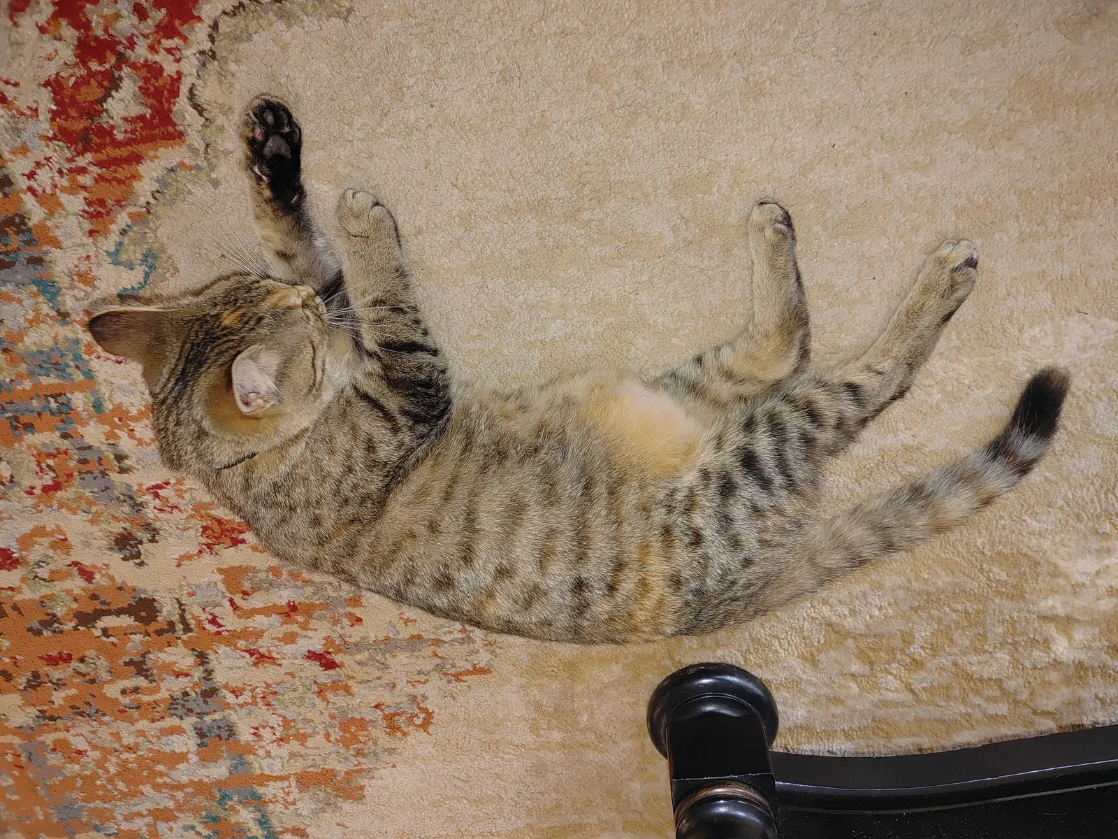 Lost cat in Jenks, OK, 74037