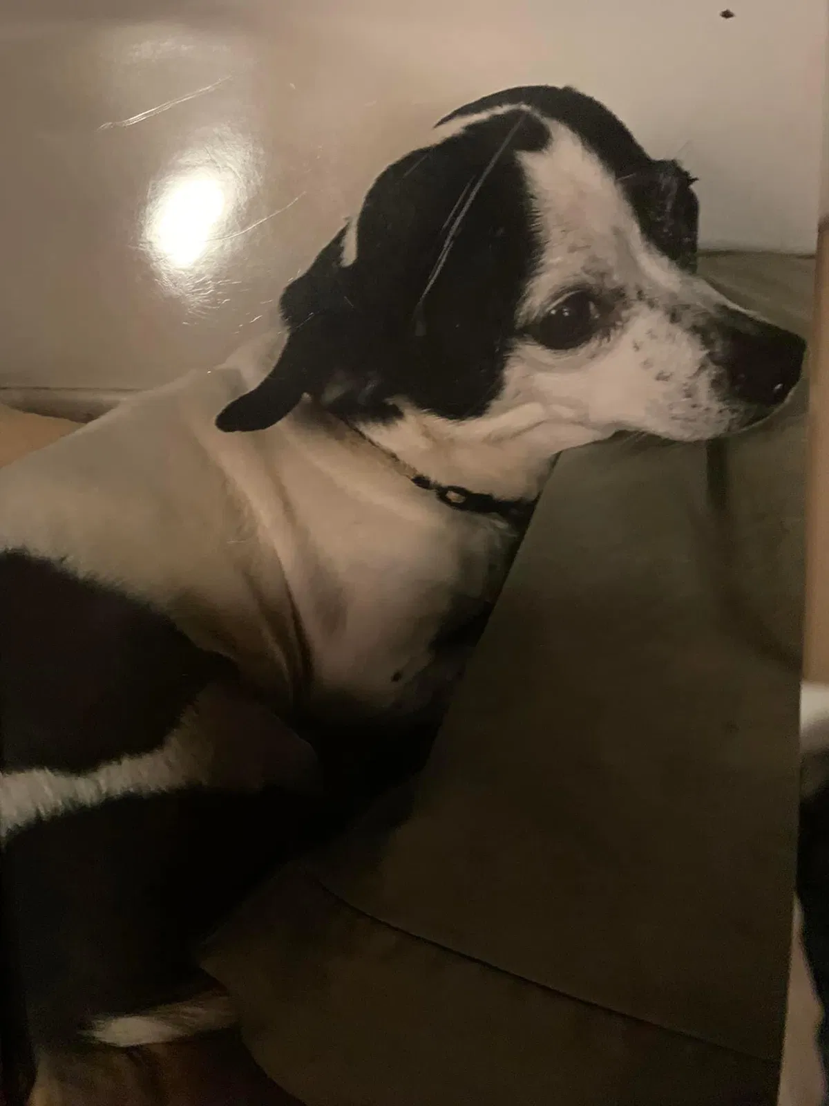 Lost dog in Muskegon, MI, 49444