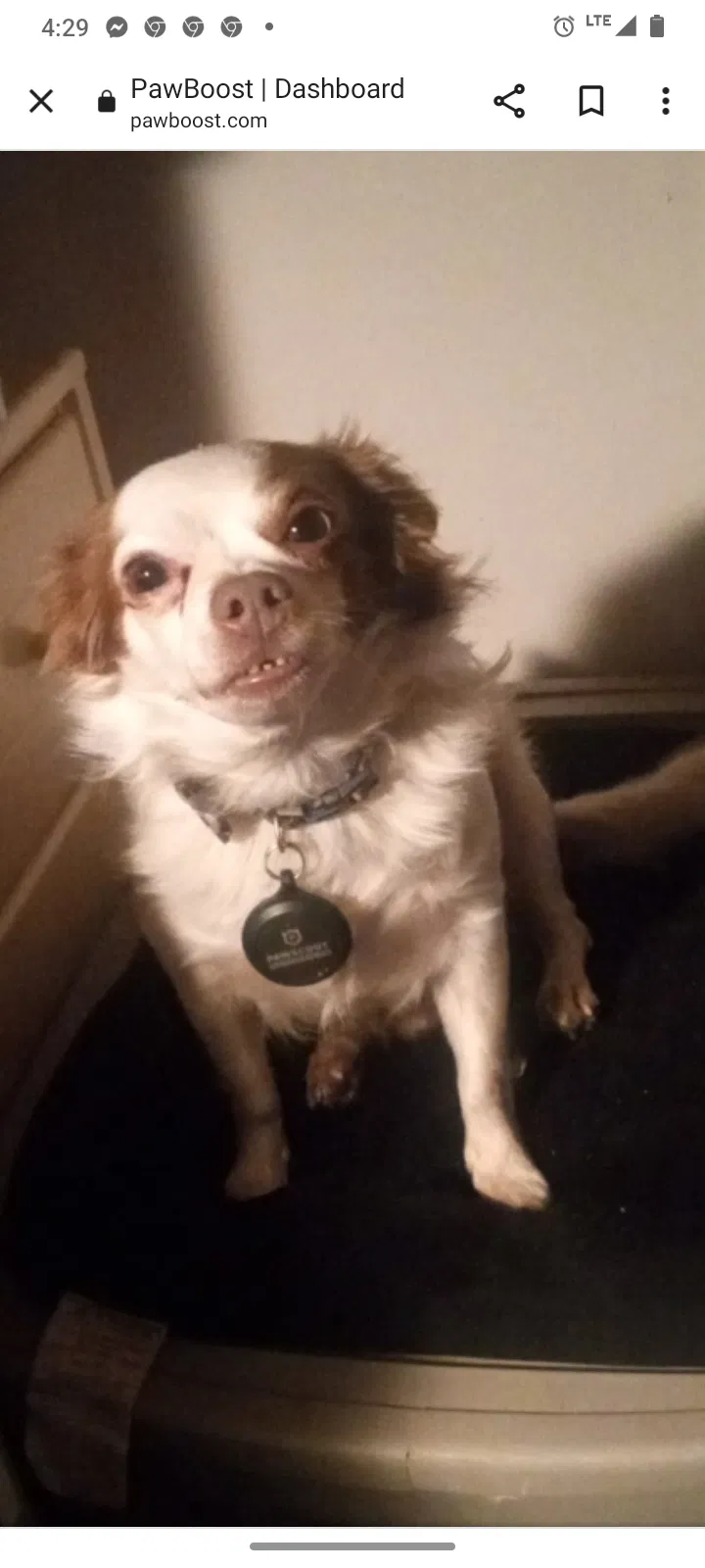 Lost dog in Phoenix, AZ, 85031