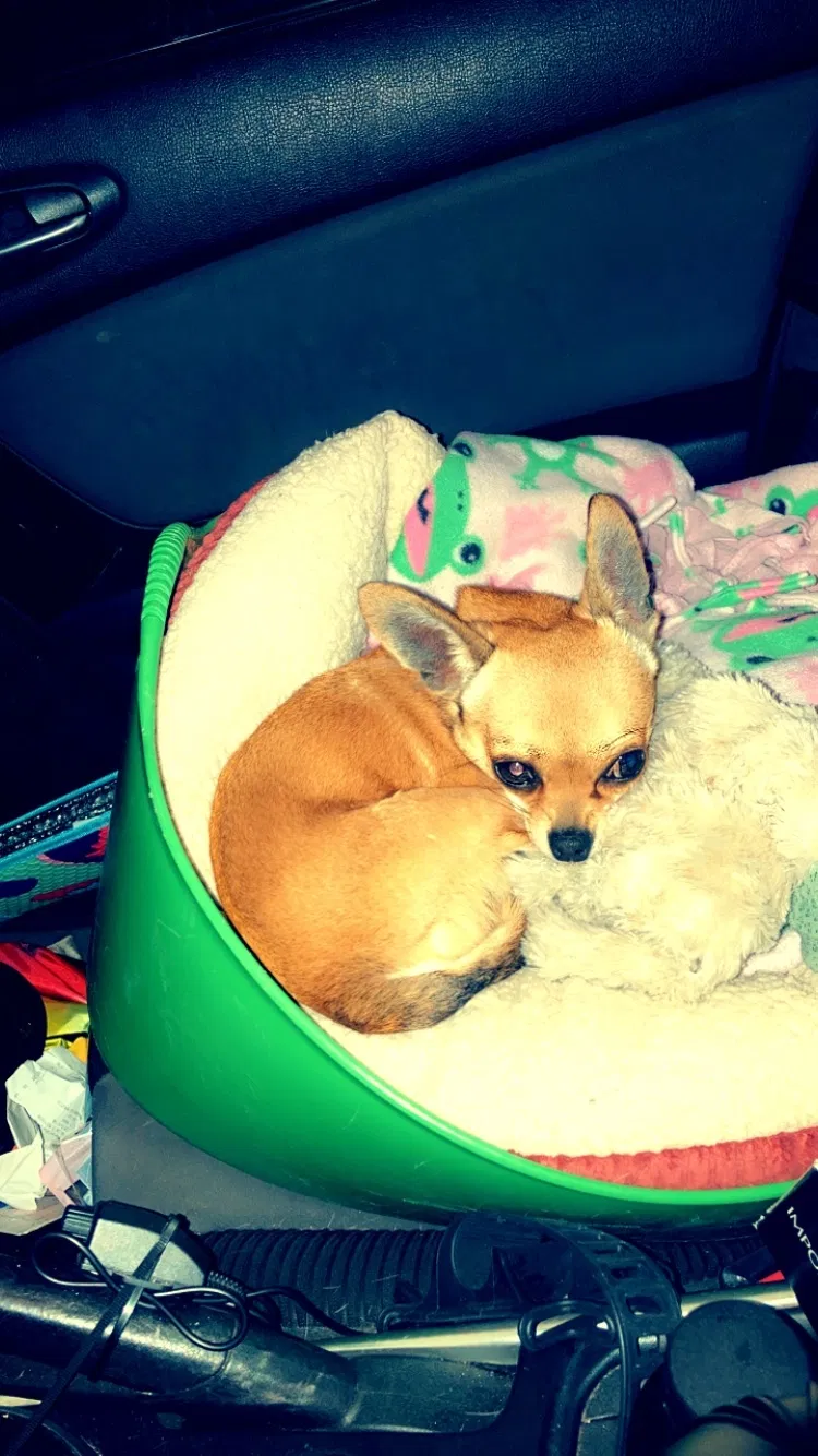 Lost dog in Ridgefield, WA, 98642