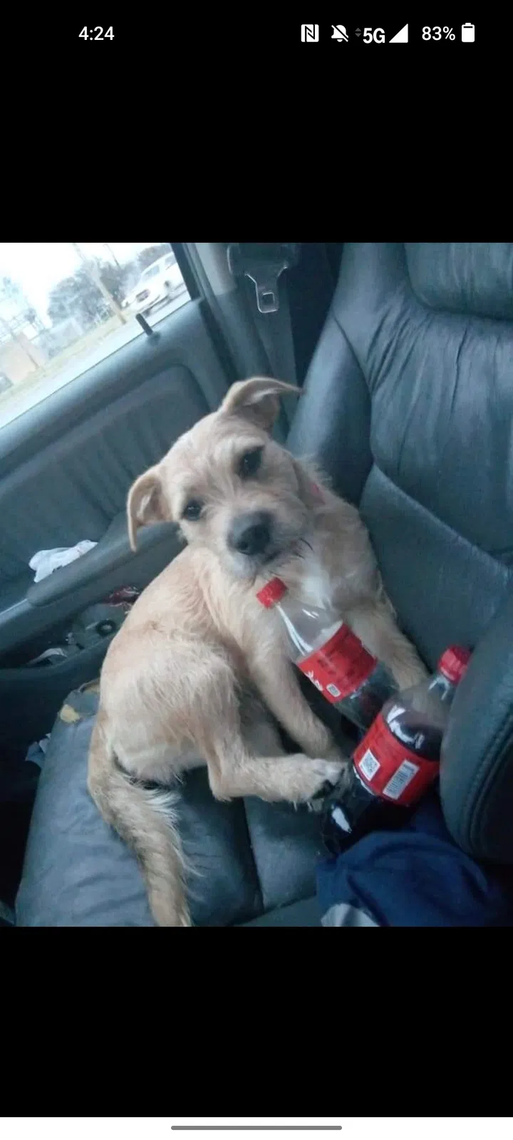 Lost dog in Abilene, TX, 79605