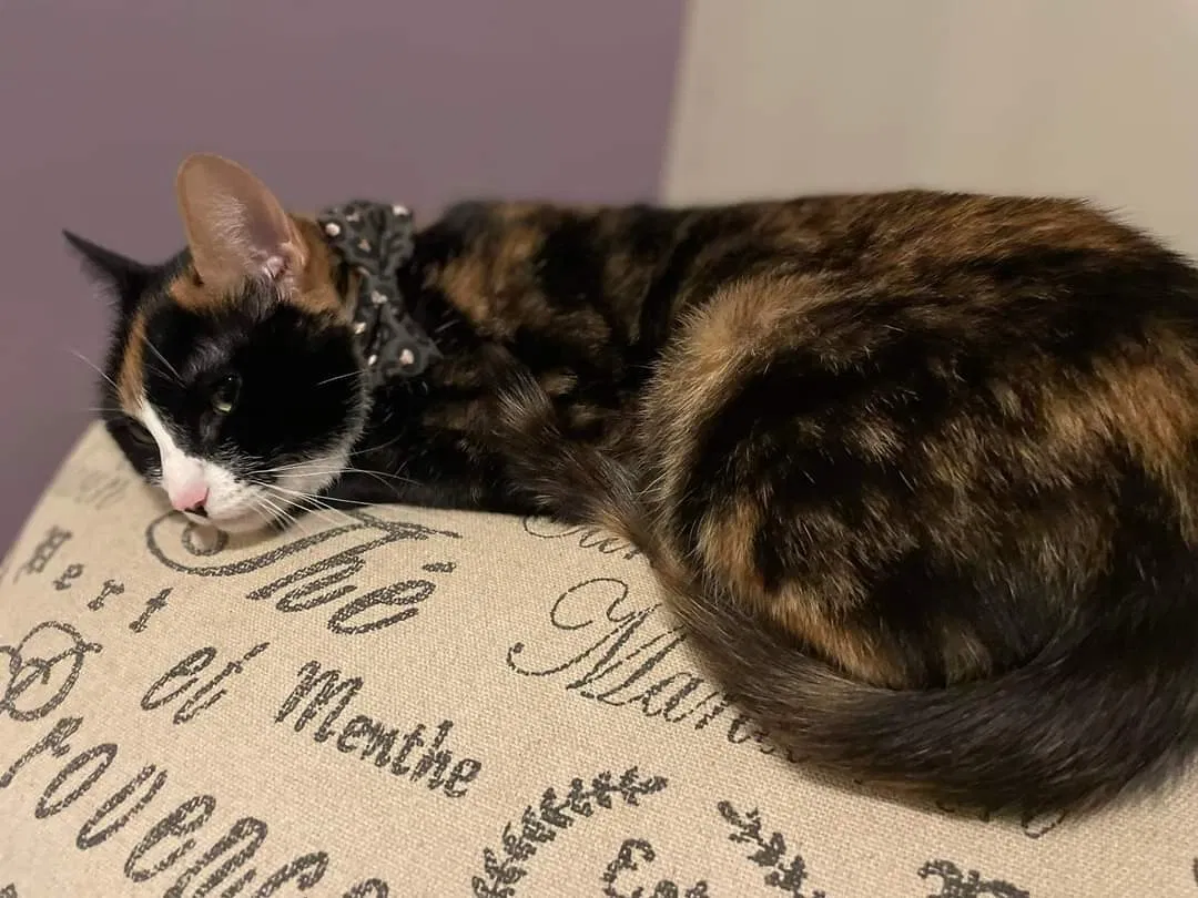 Lost cat in Gaffney, SC, 29340