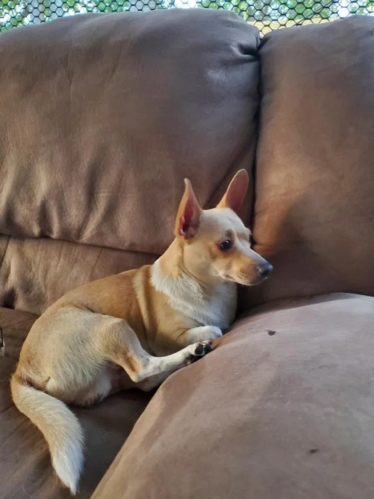 Lost dog in Orlando, FL, 32807