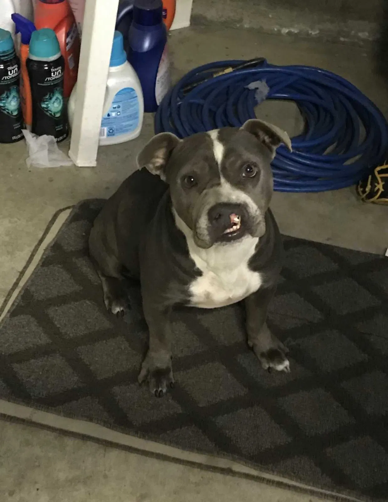 Lost dog in Colton, CA, 92324