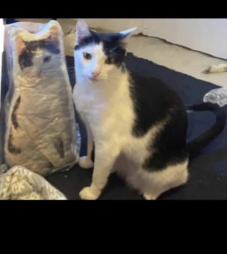 Lost cat in Columbia, SC, 29201