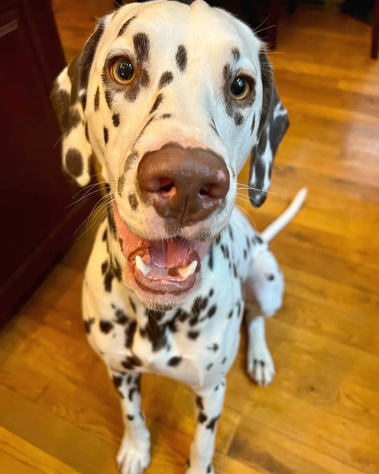 Lost dog in Silver Creek, GA, 30173