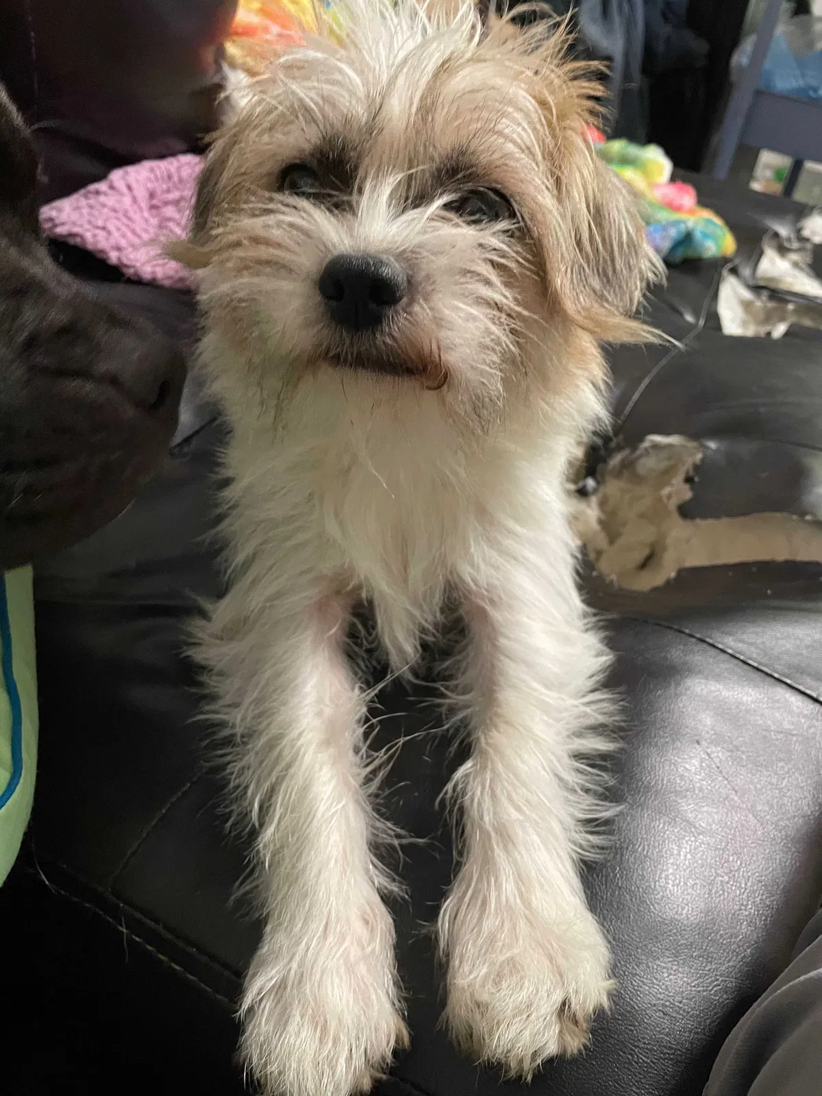 Lost dog in Saint Louis, MO, 63139