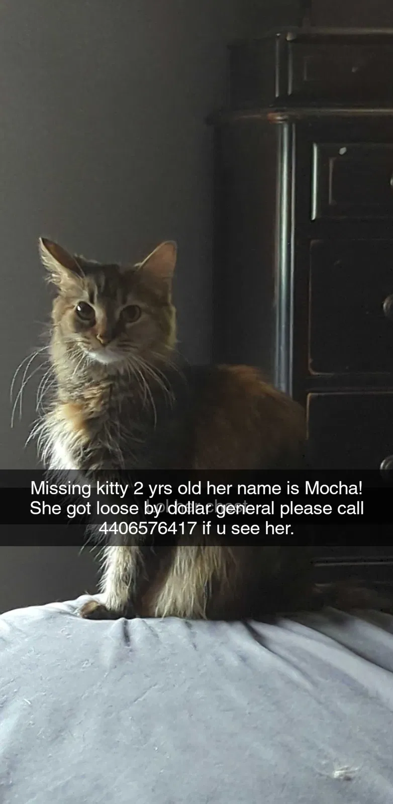 Lost cat in Eastlake, OH, 44095