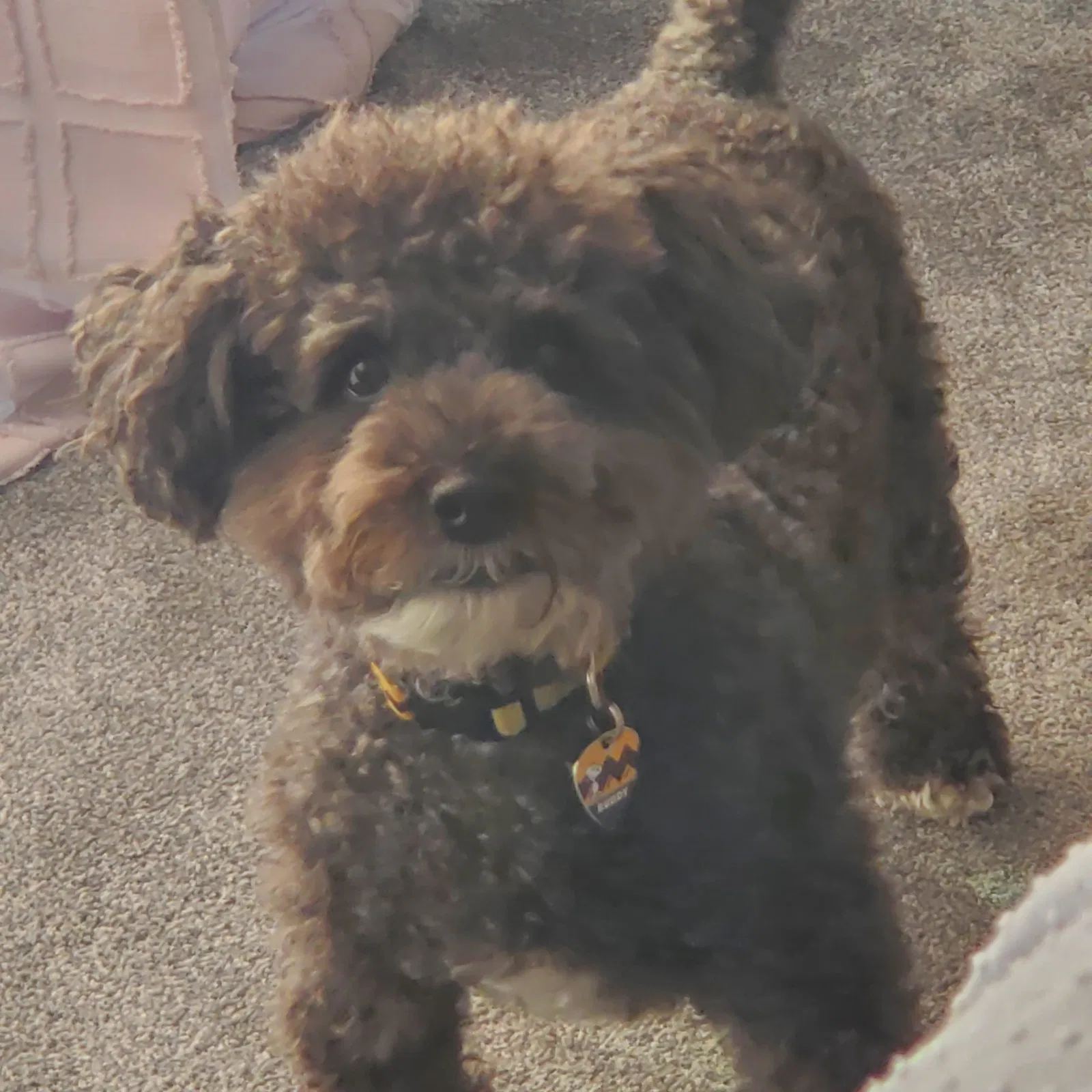 Lost dog in Hawthorne, CA, 90250