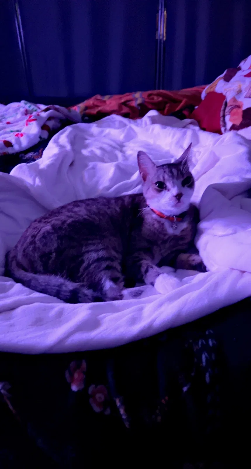Lost cat in Tampa, FL, 33619