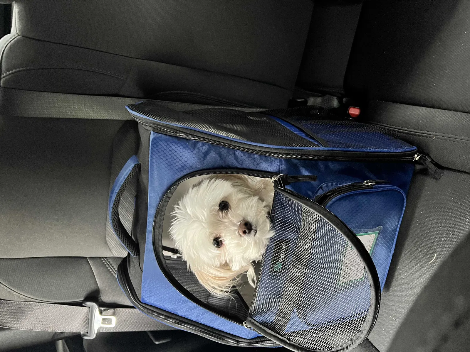 Lost dog in Spokane, WA, 99208
