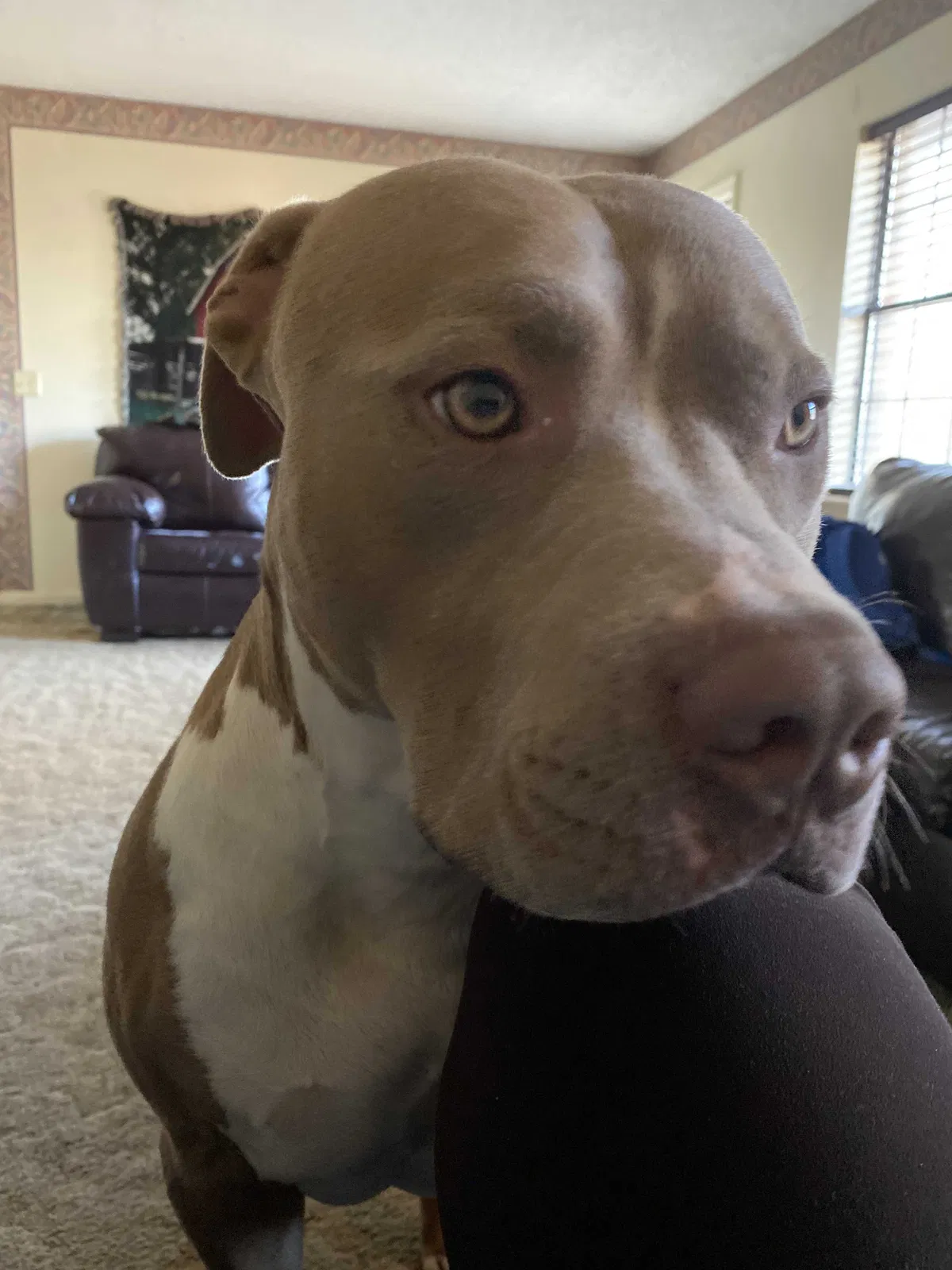 Lost dog in Jasper, AL, 35504