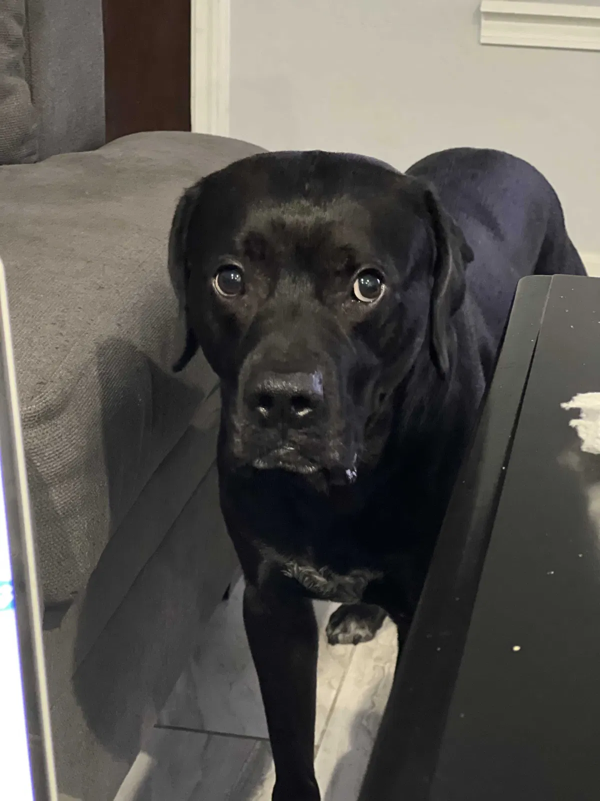 Lost dog in San Antonio, TX, 78213