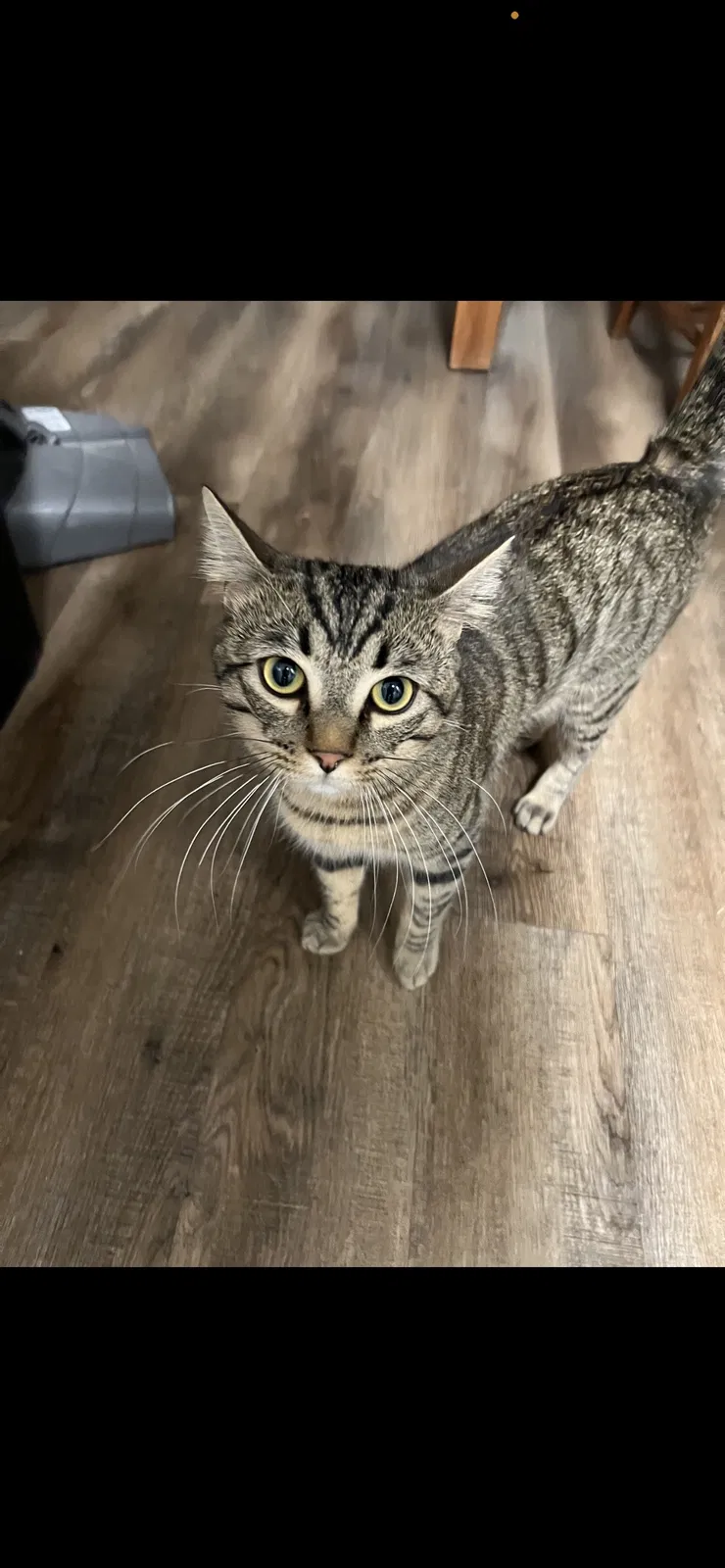 Lost cat in Phoenix, AZ, 85027
