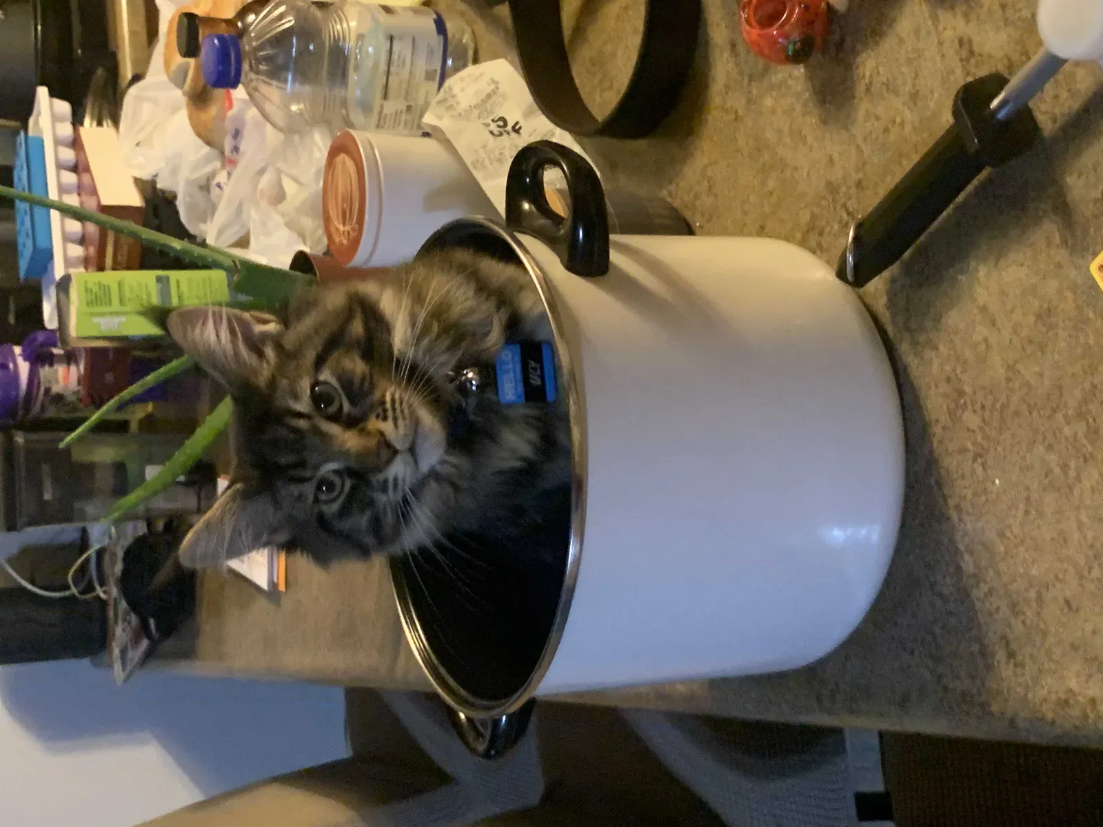 Lost cat in Crete, IL, 60417