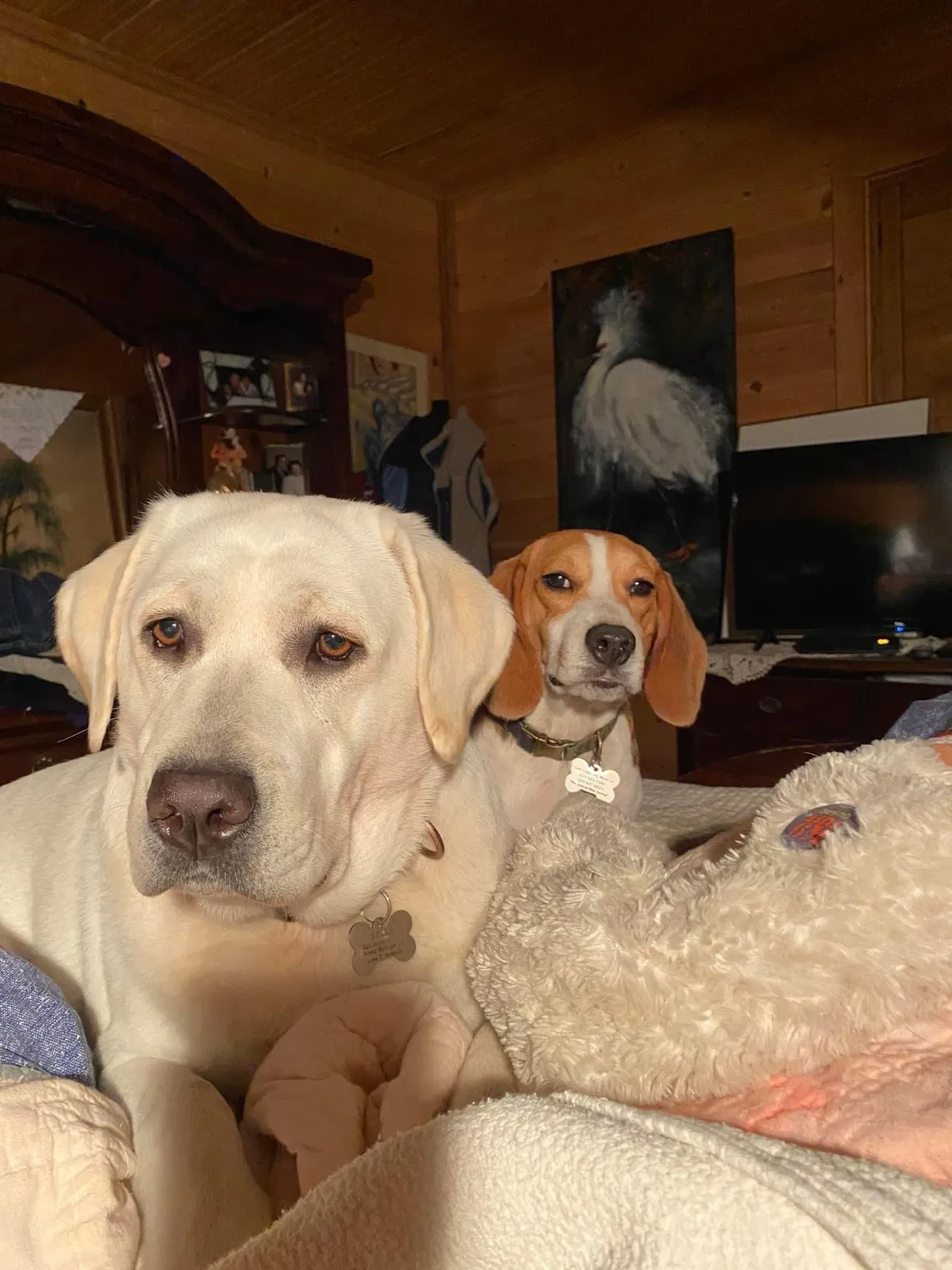 Lost dog in Krotz Springs, LA, 70750