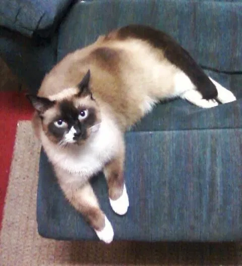 Lost cat in Danville, KY, 40422