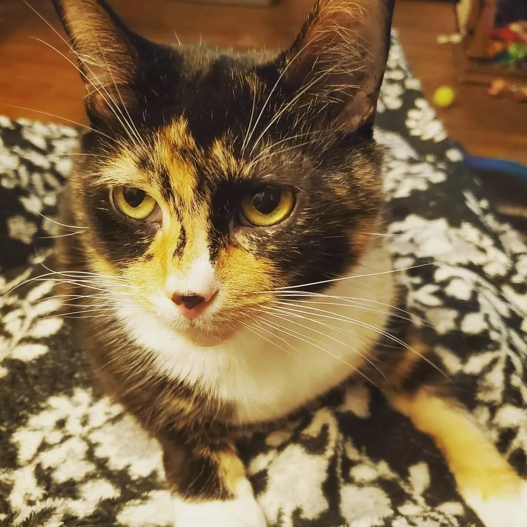 Lost cat in Winder, GA, 30680
