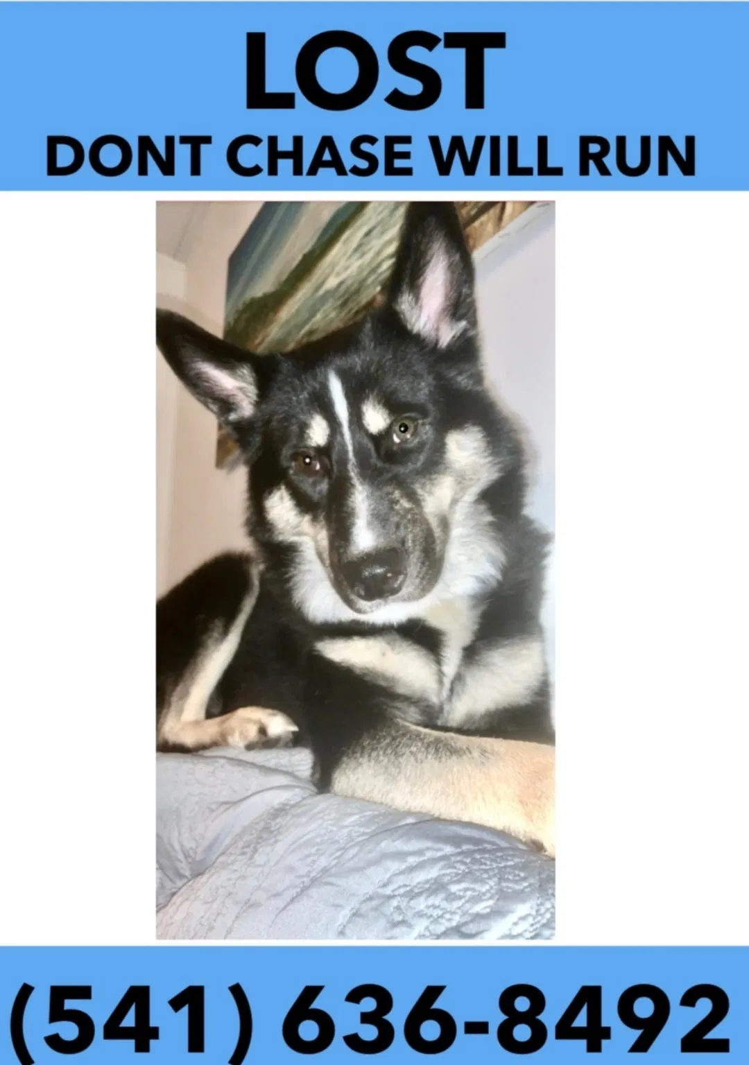 Lost dog in Junction City, OR, 97448