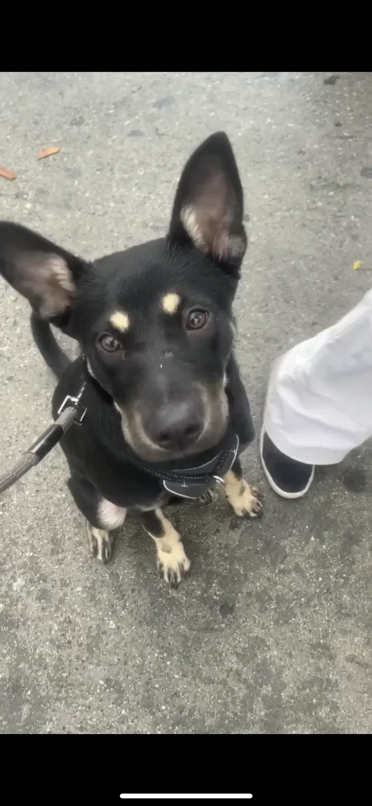 Lost dog in Los Angeles, CA, 90004