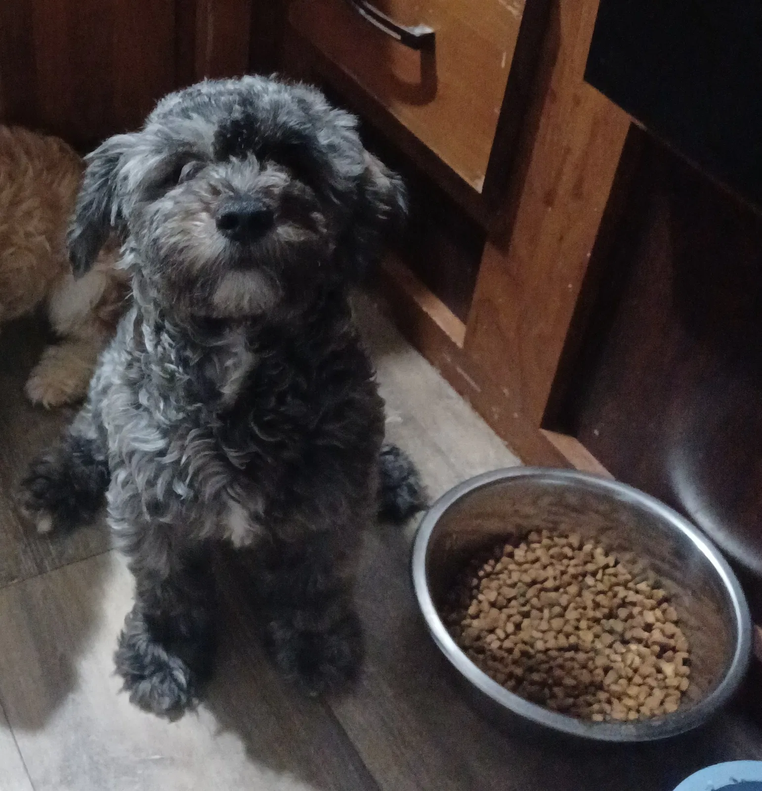 Lost dog in West Palm Beach, FL, 33415