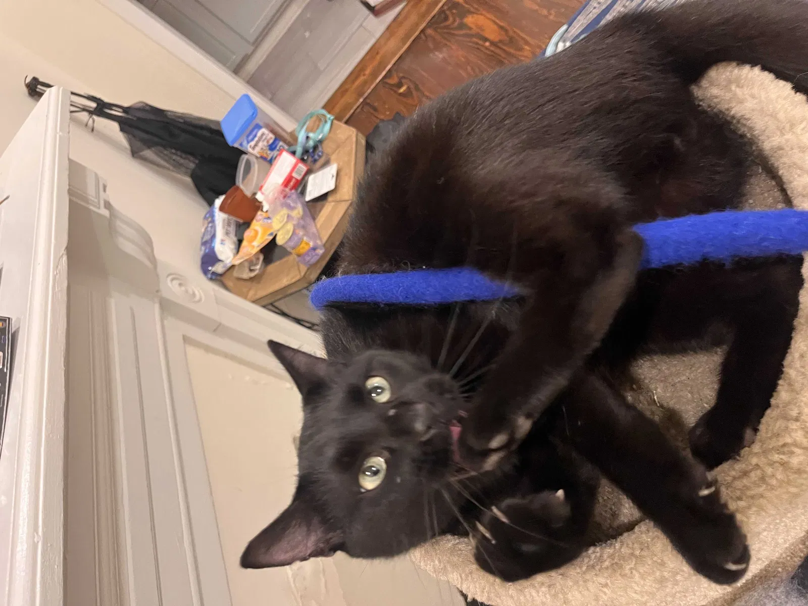 Lost cat in New Orleans, LA, 70118
