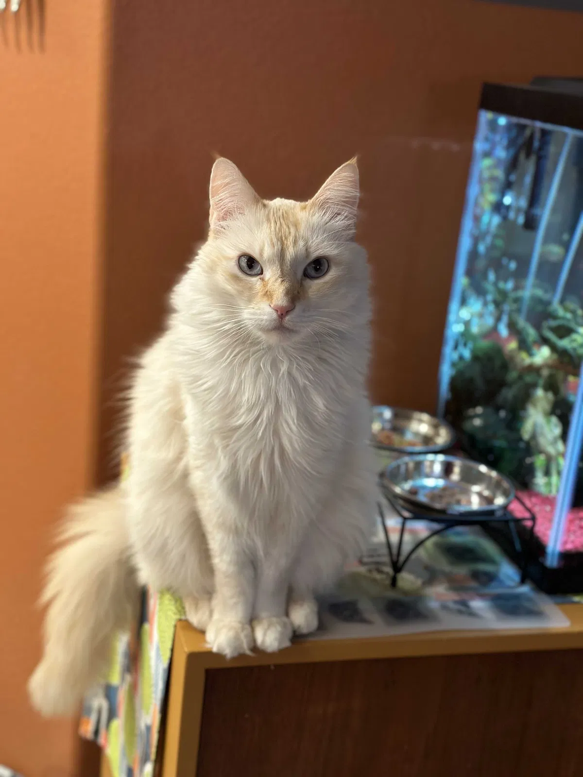 Lost cat in Victorville, CA, 92394