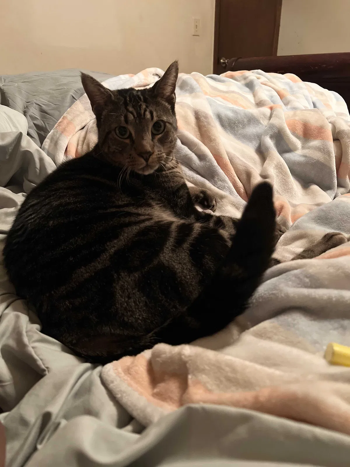 Lost cat in Winder, GA, 30680
