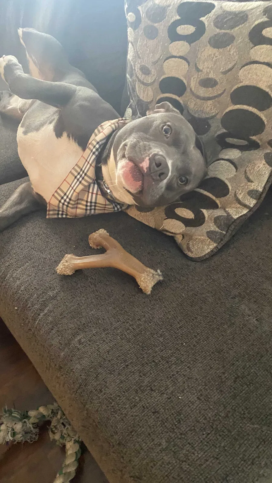 Lost dog in Des Moines, IA, 50313