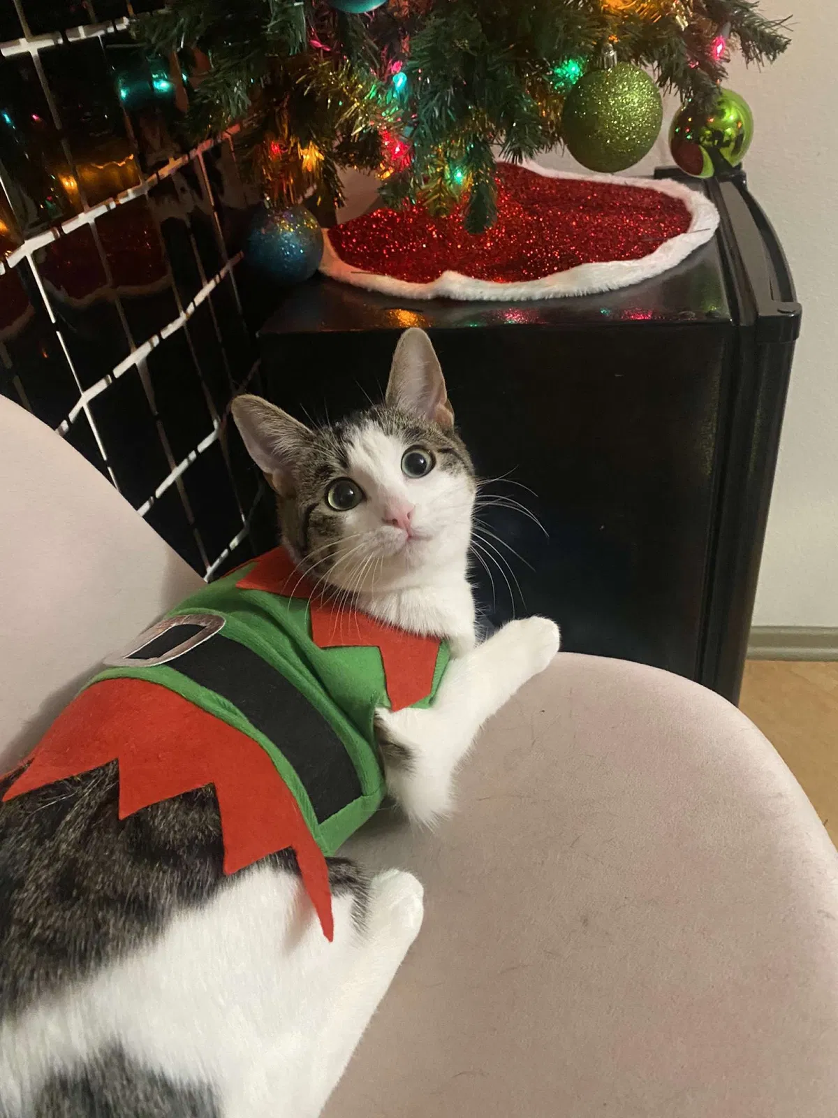 Lost cat in La Habra, CA, 90631