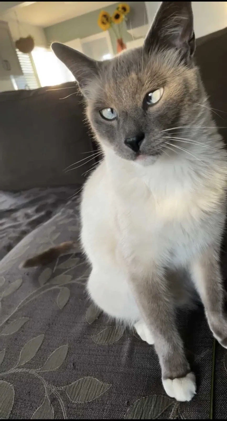 Lost cat in Aubrey, TX, 76227
