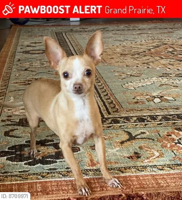 Lost dog in Grand Prairie, TX, 75050