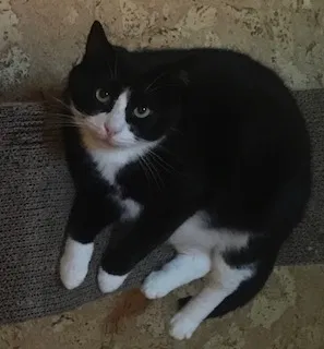Lost cat in Goshen, CT, 6756