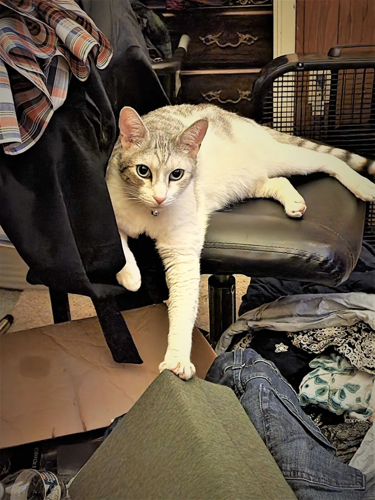 Lost cat in Aurora, OR, 97002