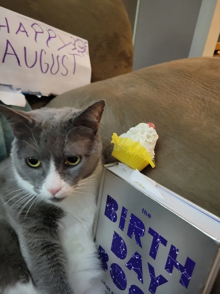 Lost cat in Wilmington, DE, 19808