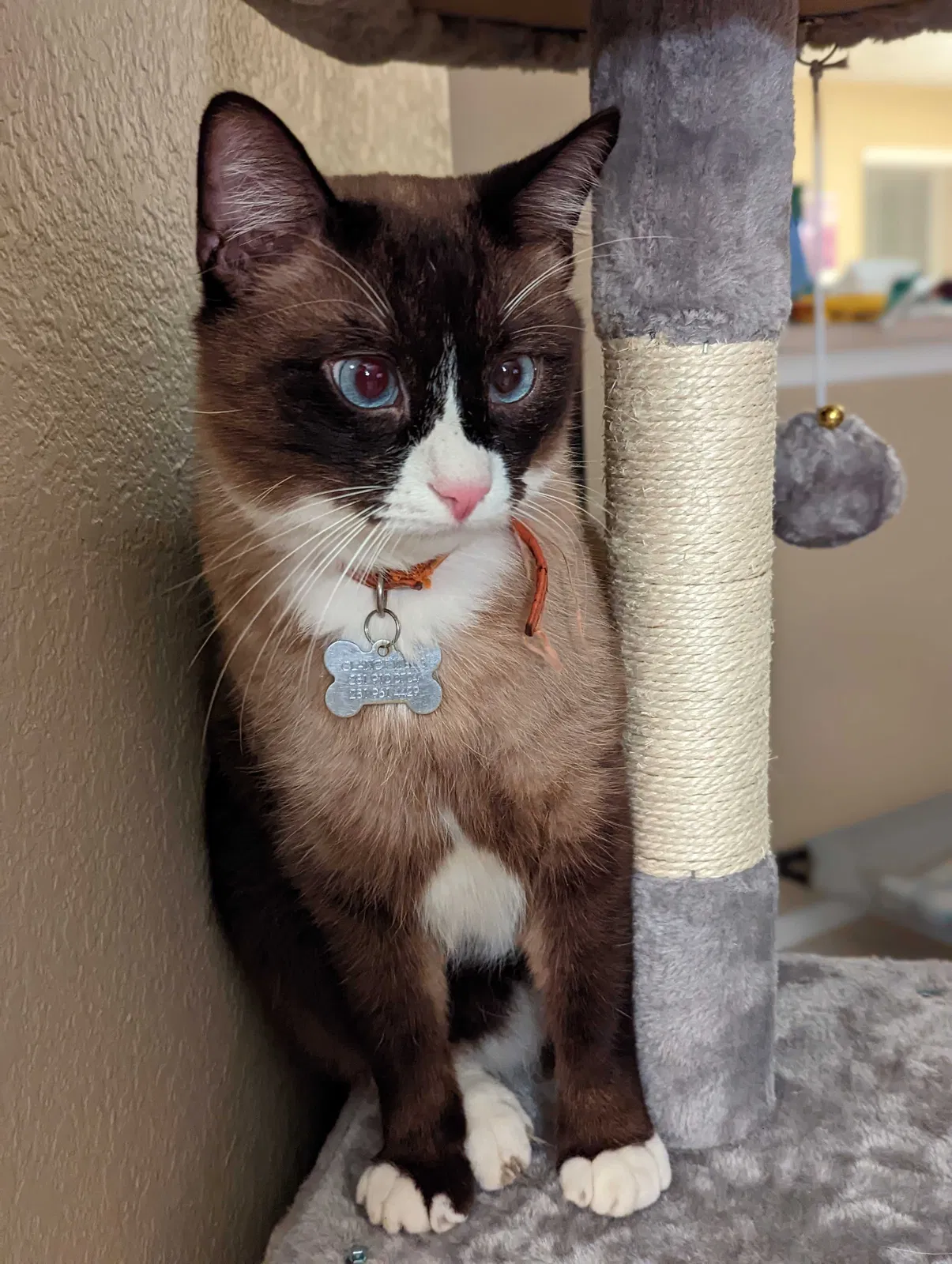 Lost cat in Pearland, TX, 77581