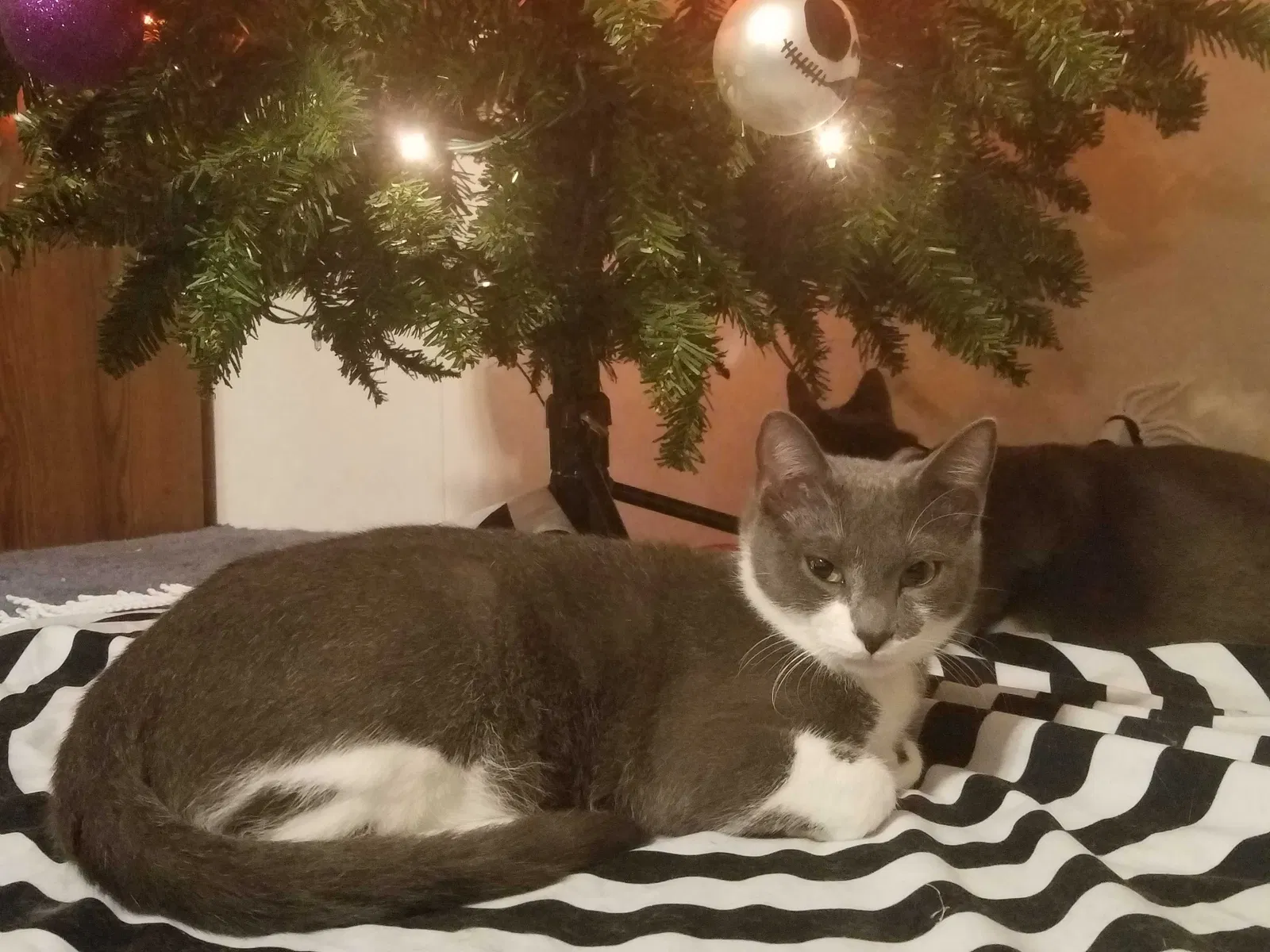 Lost cat in Waynesboro, GA, 30830