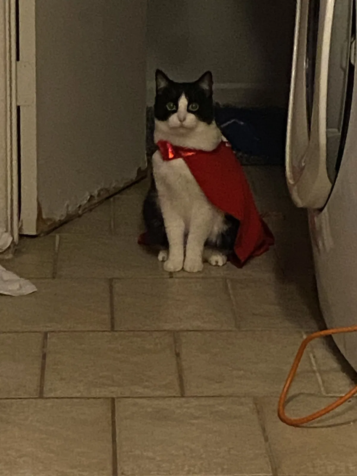 Lost cat in Buena Park, CA, 90620